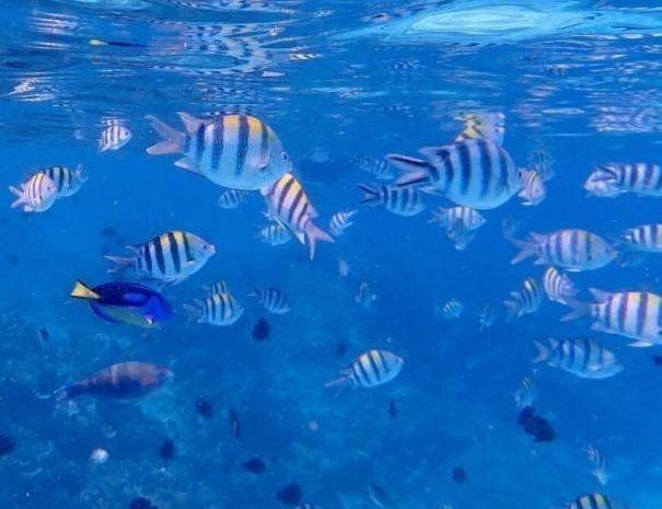 Blue Safari Zanzibar Tour5