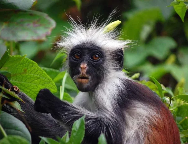 Jozani-Chwaka-Bay-National-park 1