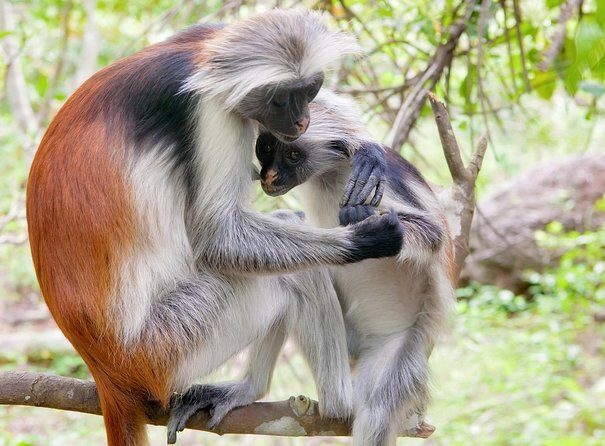 Jozani-Chwaka-Bay-National-park2