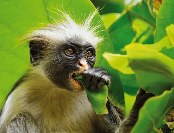 Jozani-Chwaka-Bay-National-park4