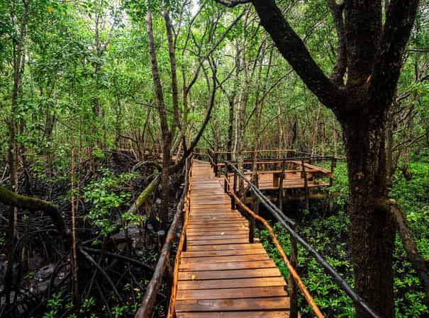 Jozani-Chwaka-Bay-National-park5