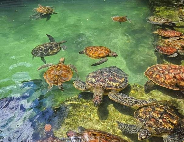 Turtle Aquarium & Nungwi Village Cultural Experience 1