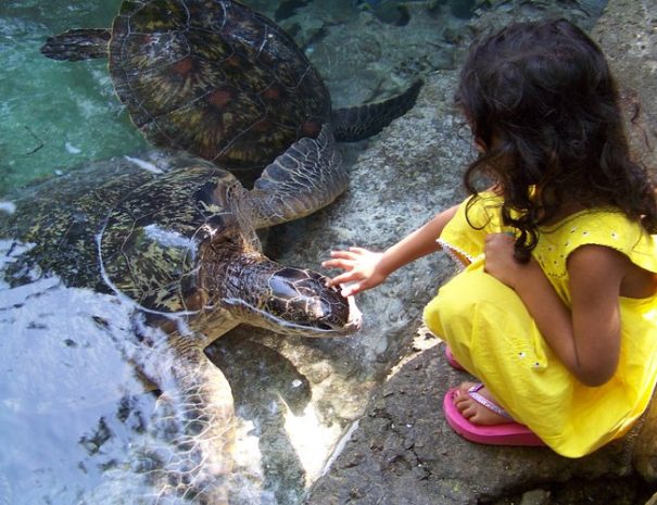Turtle Aquarium & Nungwi Village Cultural Experience
